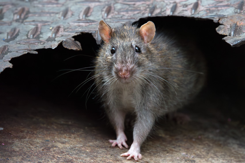 原啓義@街ネズミ写真家 tweet media