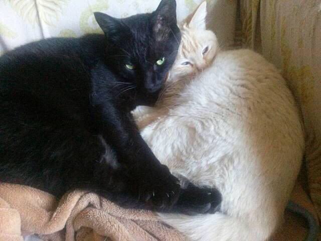 itonemushi tweet media