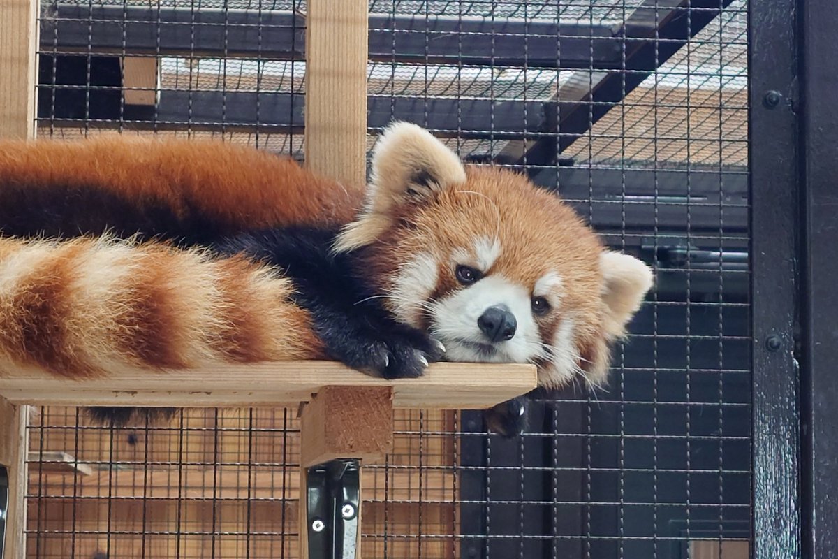 豊橋総合動植物公園（のんほいパーク） tweet media