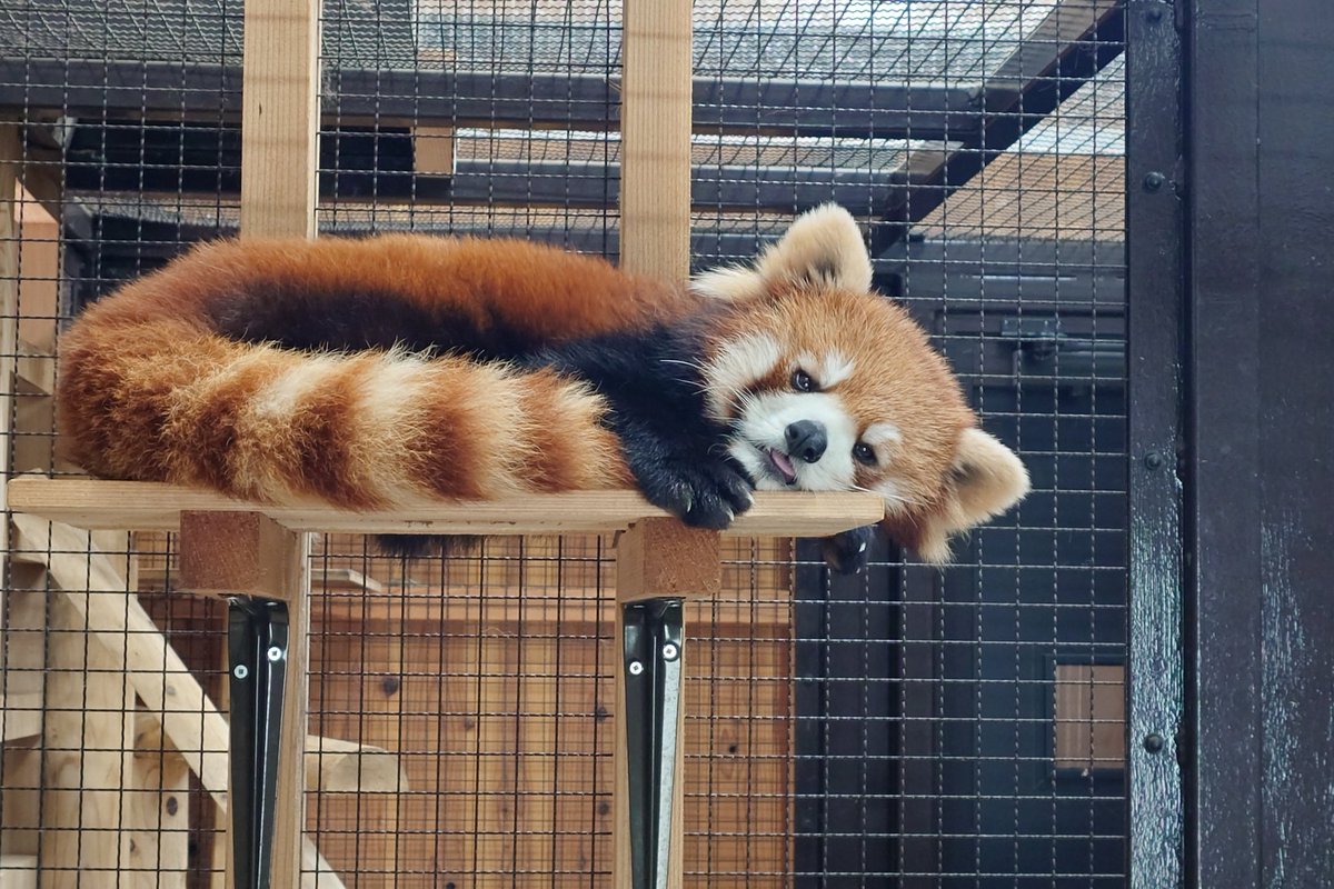 豊橋総合動植物公園（のんほいパーク） tweet media