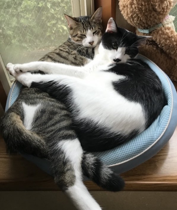 古田土 tweet media