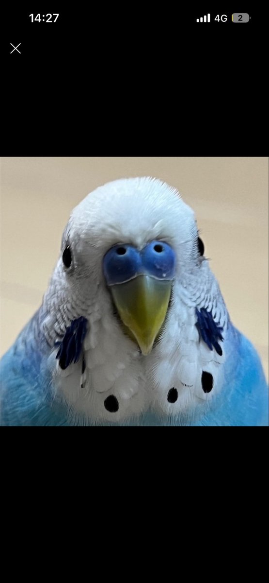 迷子インコ探してます【京都市内】 tweet media