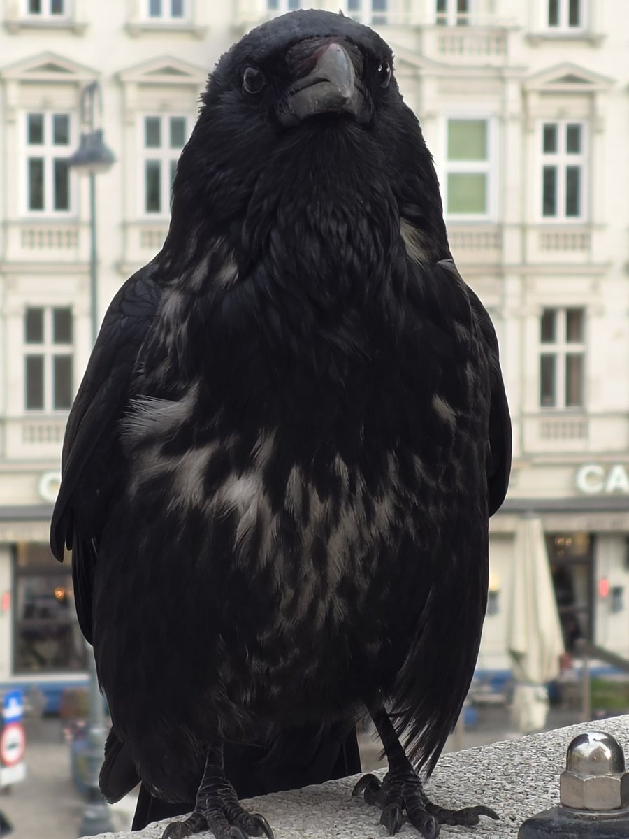 Vienna City Crows tweet media