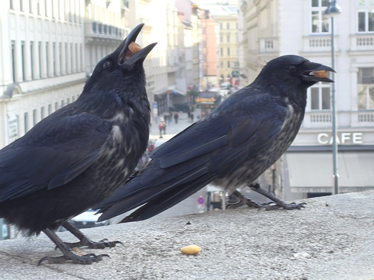 Vienna City Crows tweet media