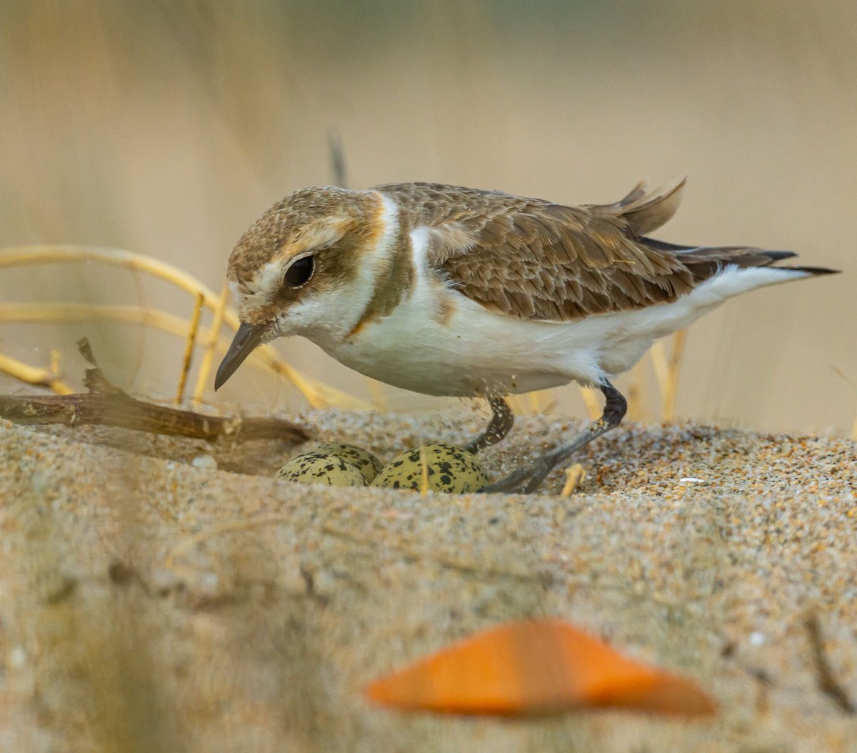 L'Ajuntament de #Calafell recorda la prohibició d’entrar a les zones de criança del corriol camanegre a les platges del municipi. Tant les persones com les mascotes. El principal perill per als ous i els pollets  són els gossos deslligats. Fins ara  s’han identificat tres nius.