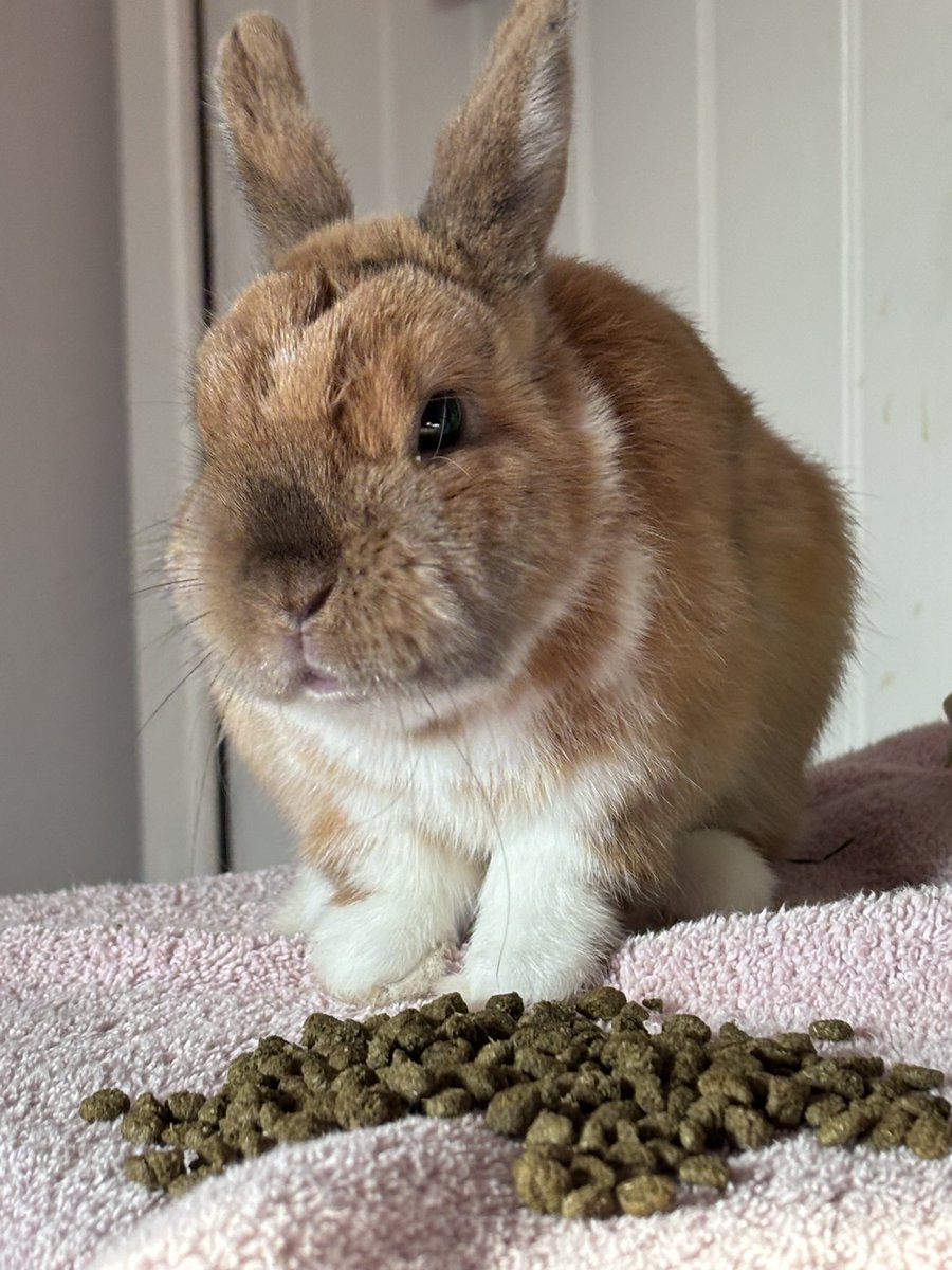 Carrot Cottage Rabbit Rescue tweet media
