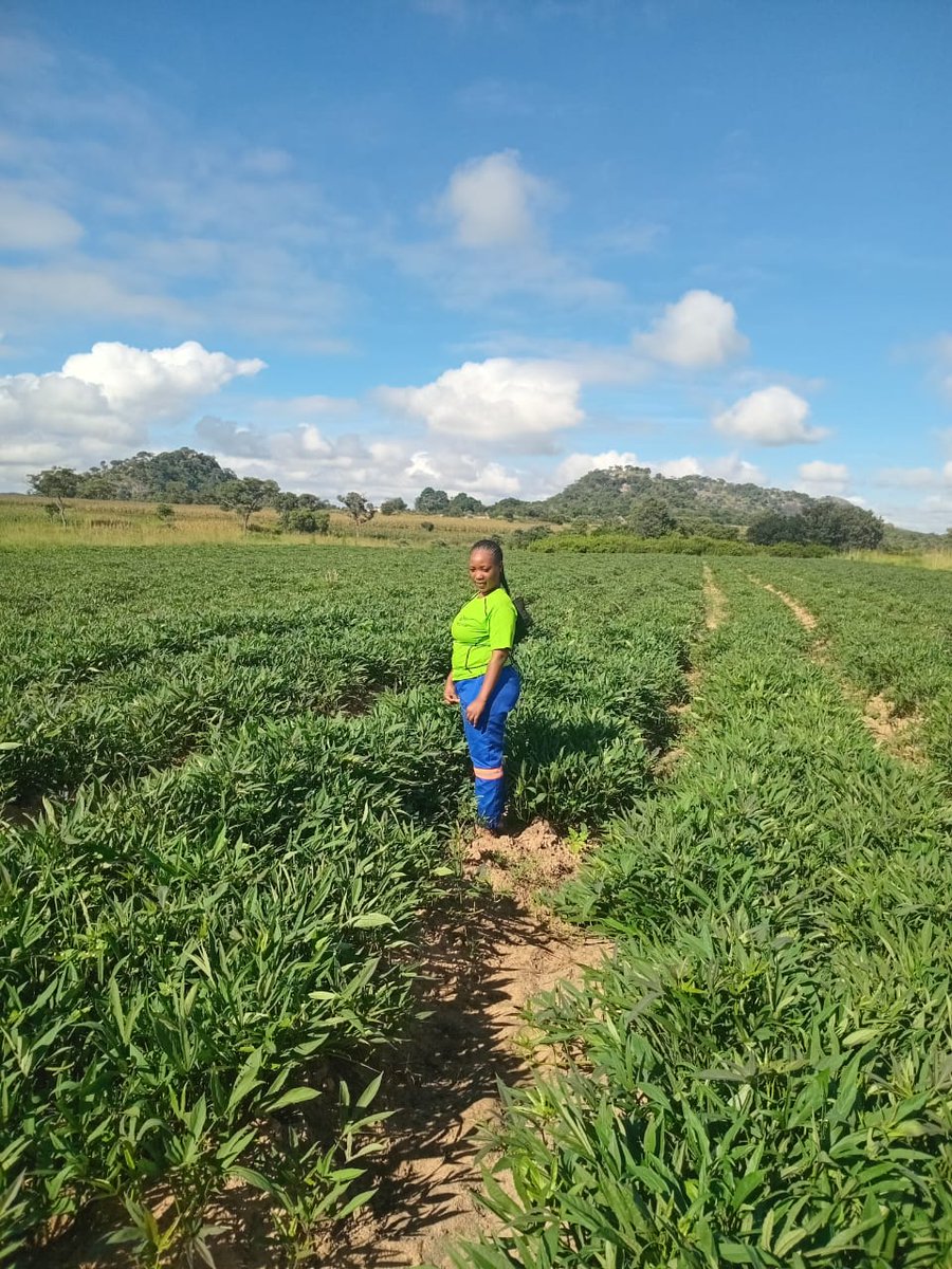Orgfert1's tweet photo. Appreciating our lady agronomists for standing firm in ensuring food security everywhere. 

#WomensMonth 
#Kohwazvinodadisa 
#Harvestwithpride https://t.co/w7Dsdd9u9s