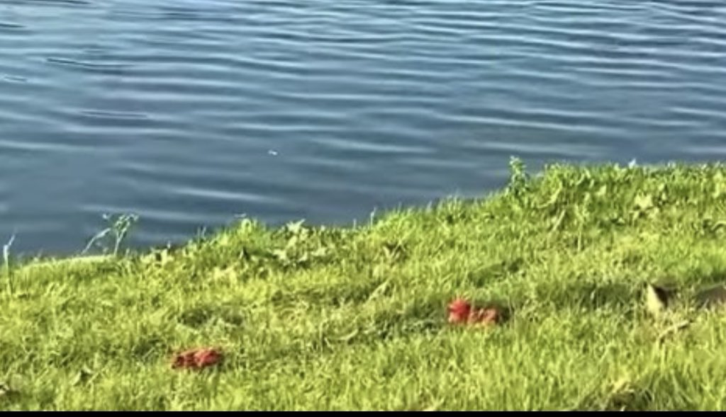 Babshims tweet media