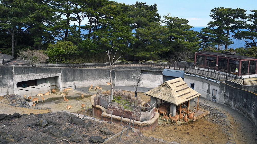 東京ズーネット［公式］ tweet media