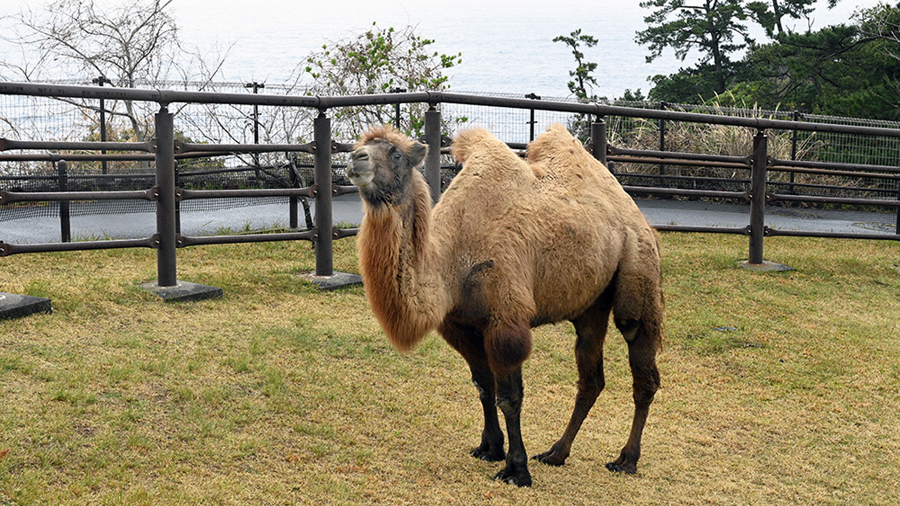 東京ズーネット［公式］ tweet media