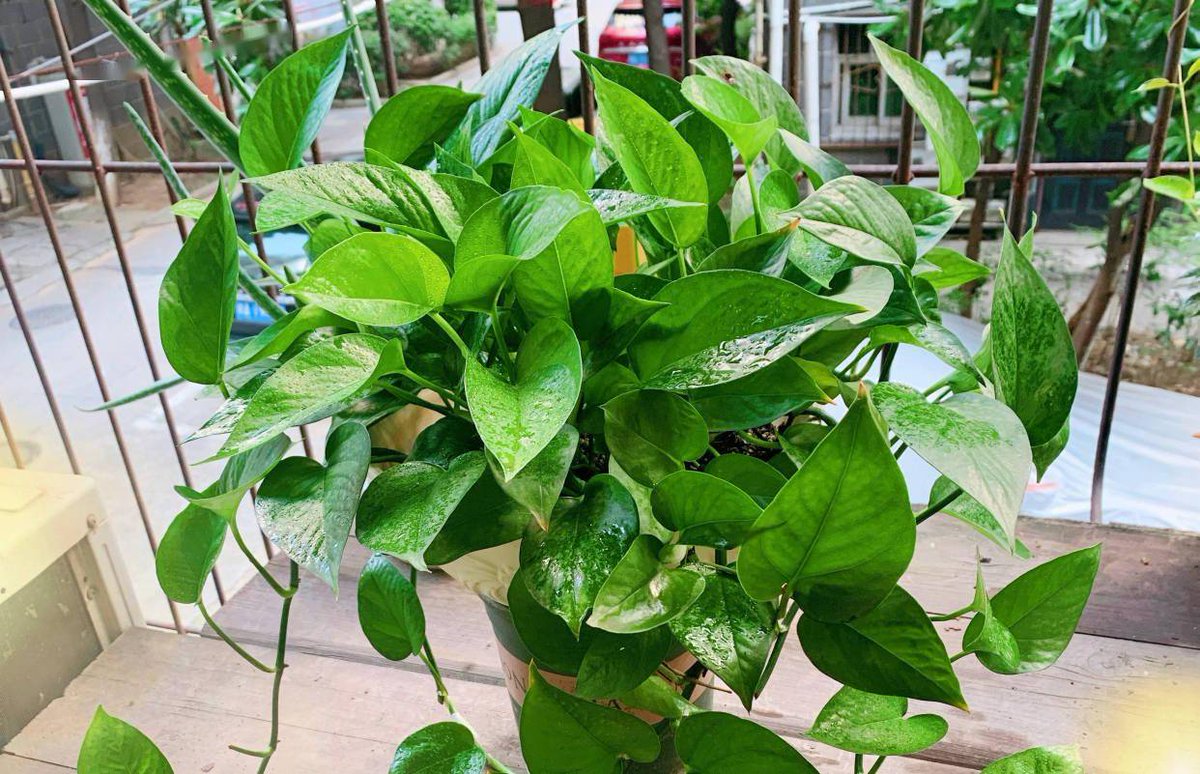 robbbertav's tweet photo. " Pothos Pro Tip: Yellow leaves Check drainage! Overwatering = root rot. Let soil dry 1-2 inches deep before watering. Thrives in low/bright indirect light. Your trailing gem will thank you! " https://t.co/anAvXjNBON