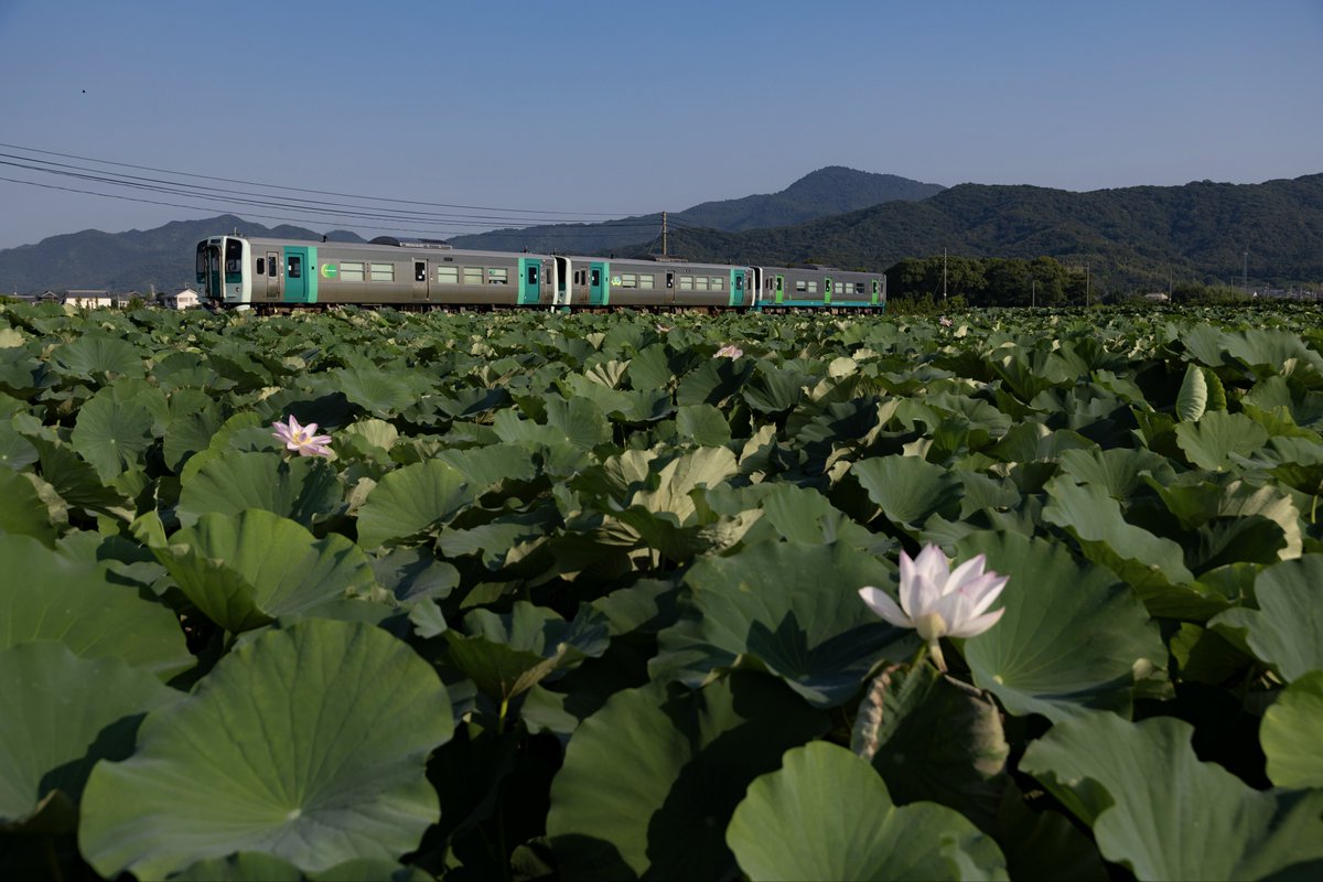 どんぶり tweet media