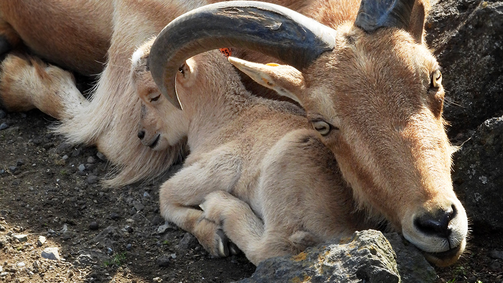 東京ズーネット［公式］ tweet media