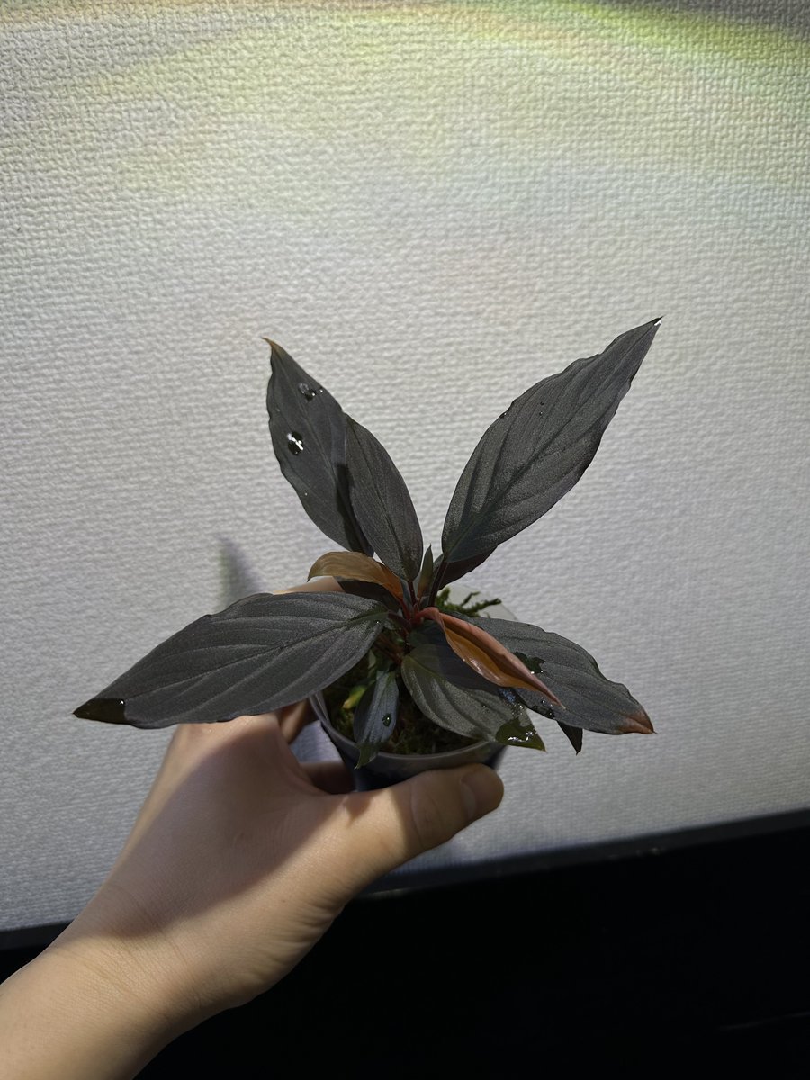 けんなか tweet media