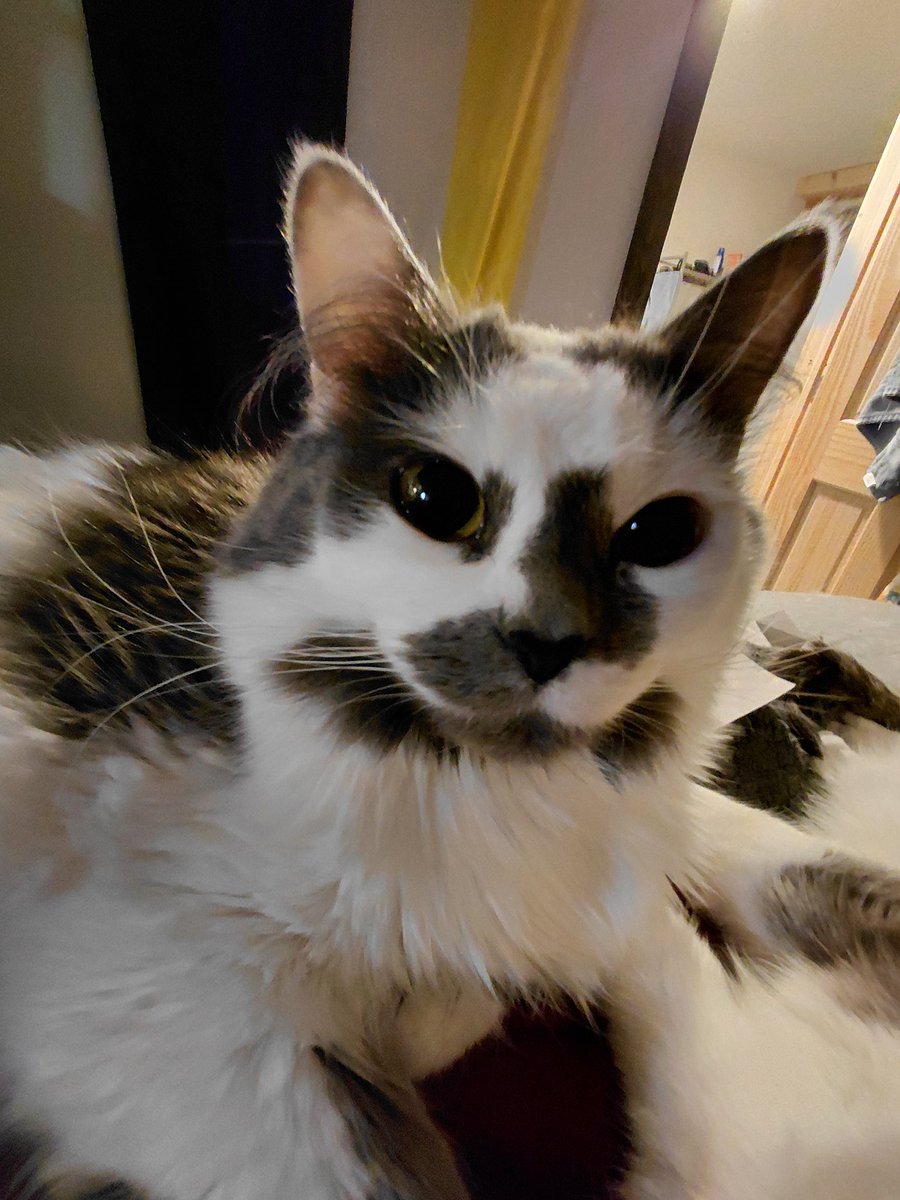 Skrungus and Daisy Incorporated (ft Smoky) tweet media