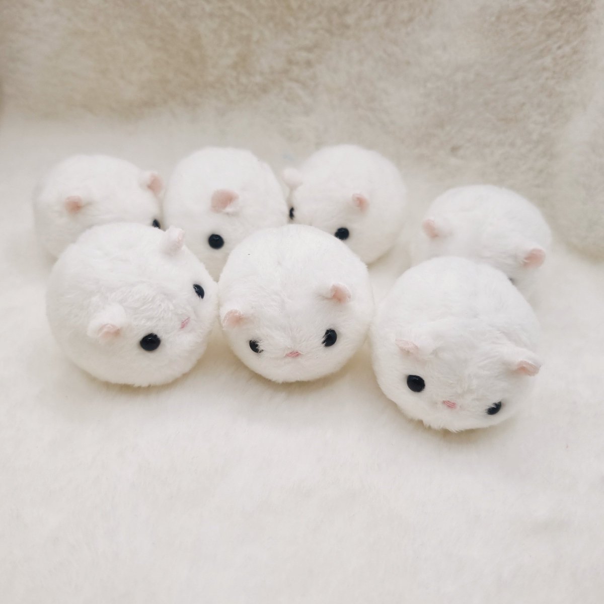 꼬누비 tweet media