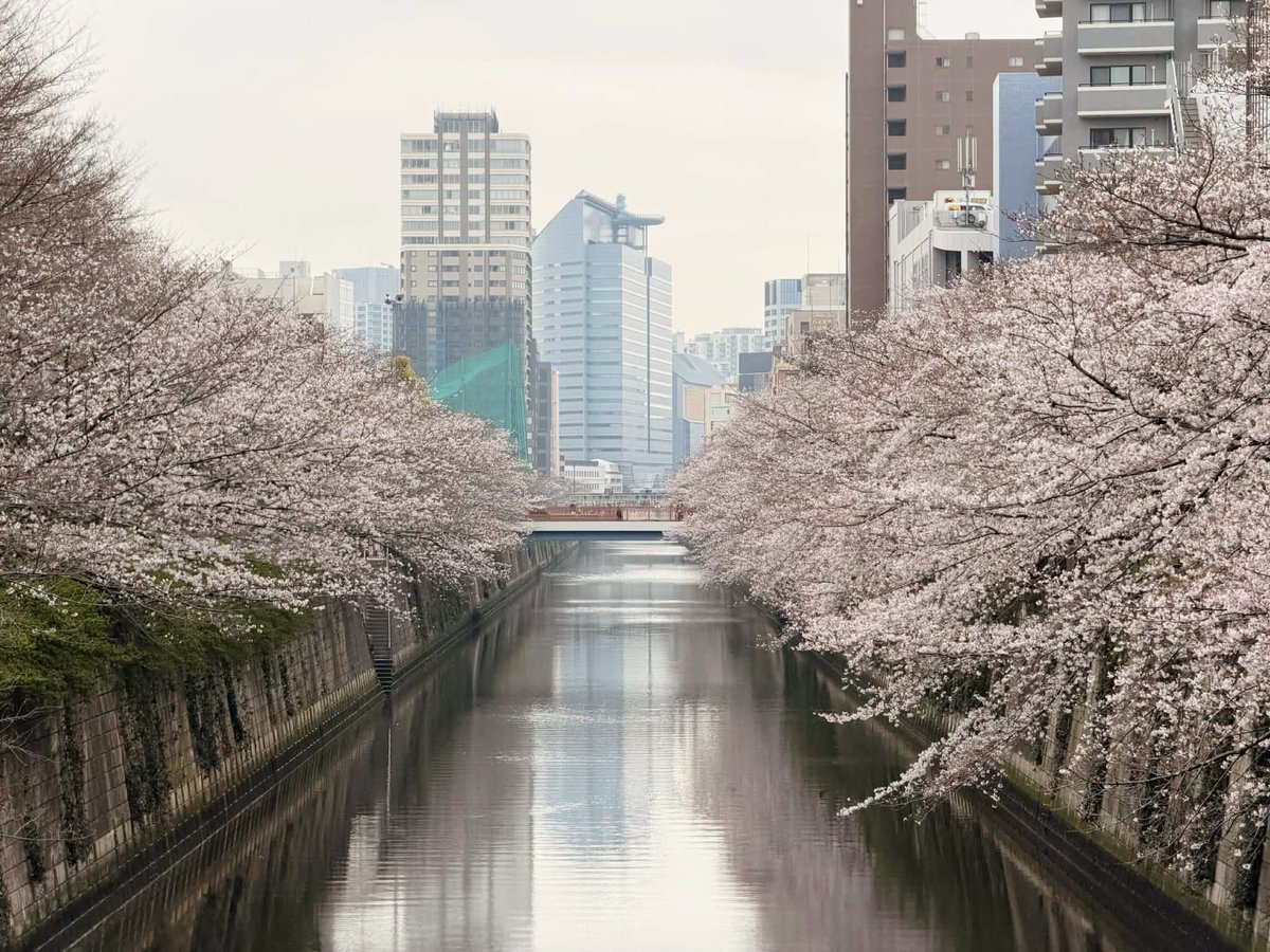 _Andrew_Fyfe's tweet photo. Tokyo friends! We're hitting full bloom!! 😍 @neutone_ai wants to extend a casual invite to all our friends in and around Tokyo for a last-minute Hanami party at our offices in Nakameguro tomorrow evening from 6pm!

Come hang out, just send me a DM! 
Hope to see you there! 🌸 https://t.co/5Zz5OUdis3