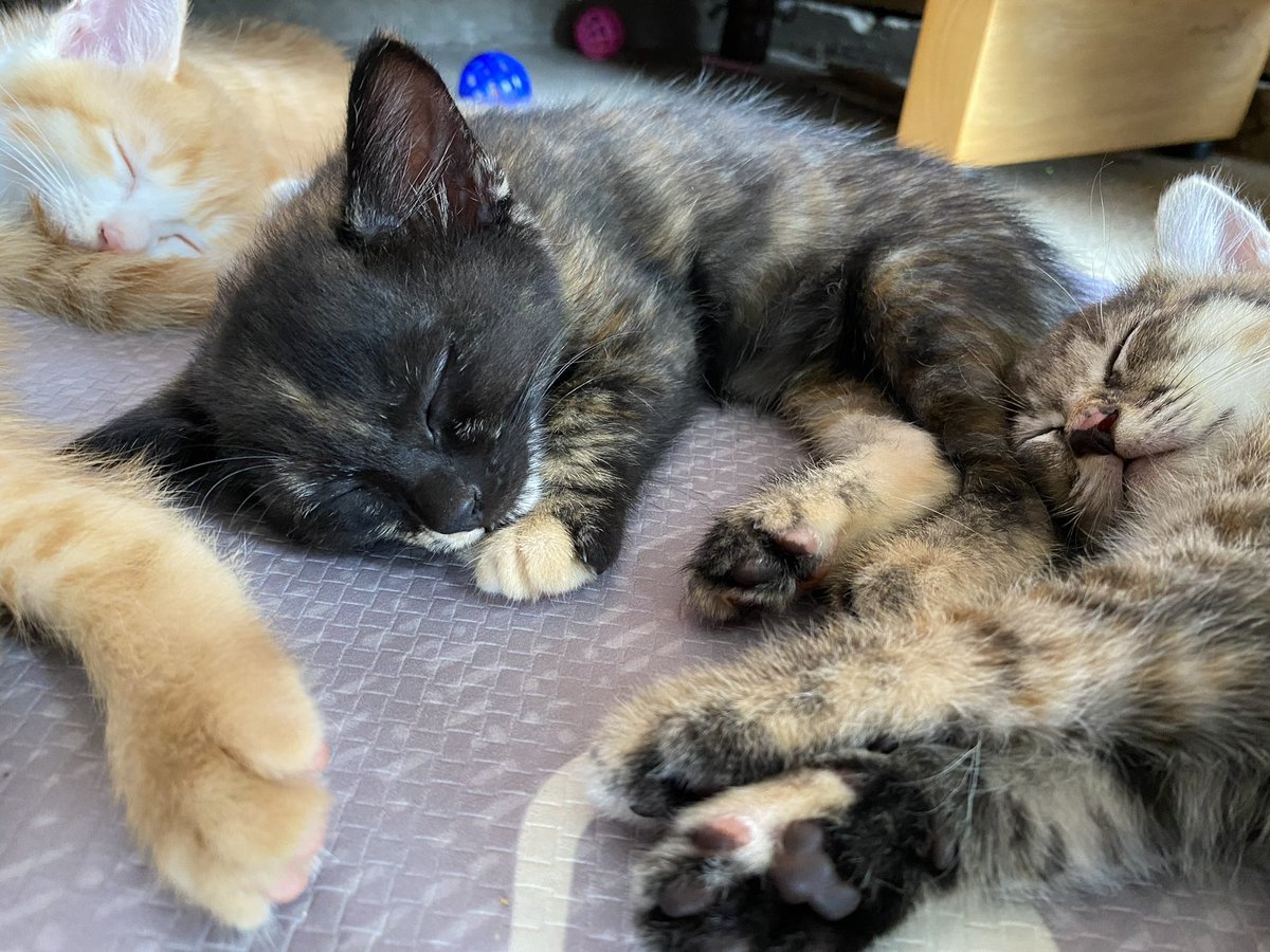 うちのおにーさんと、おじょーさん。天使すぎ🪽

 #これが0歳時代だ参ったか