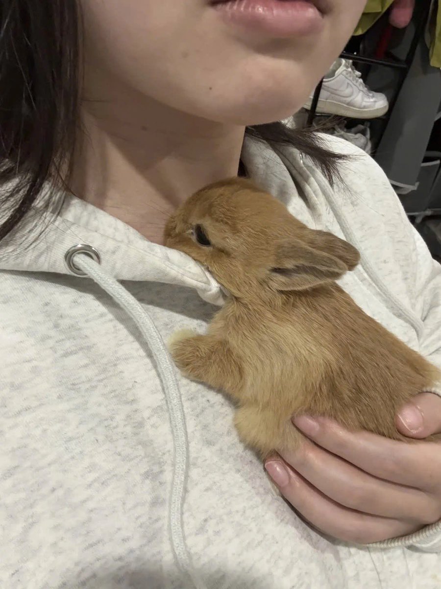 Why you should have a rabbit tweet media