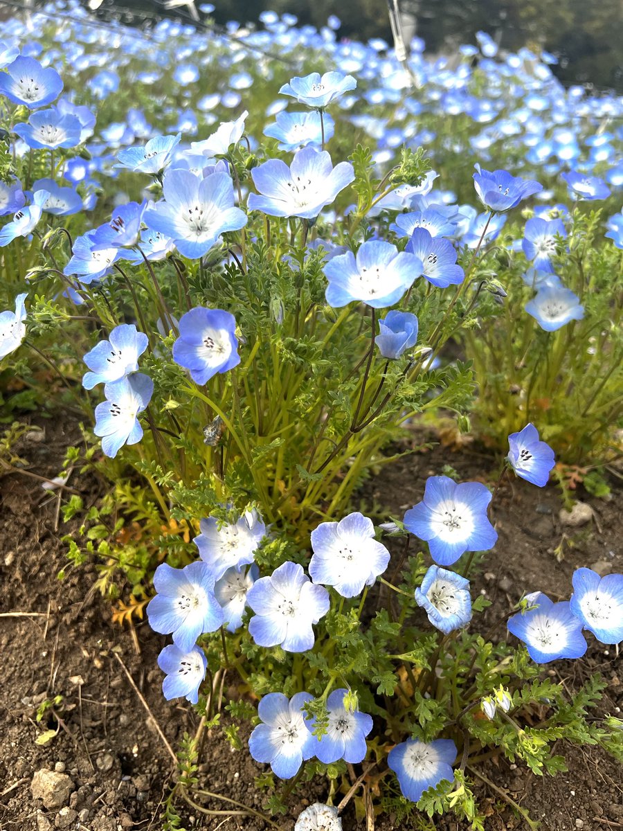 八神蓮Official tweet media