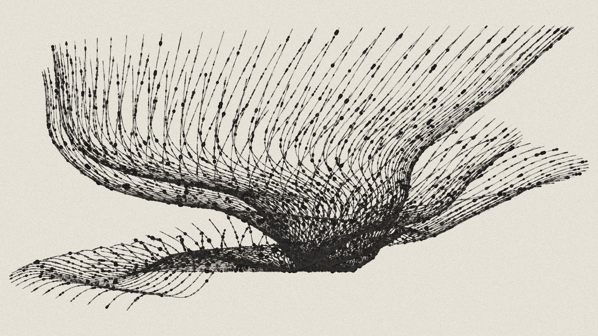 Toni Marinara tweet media