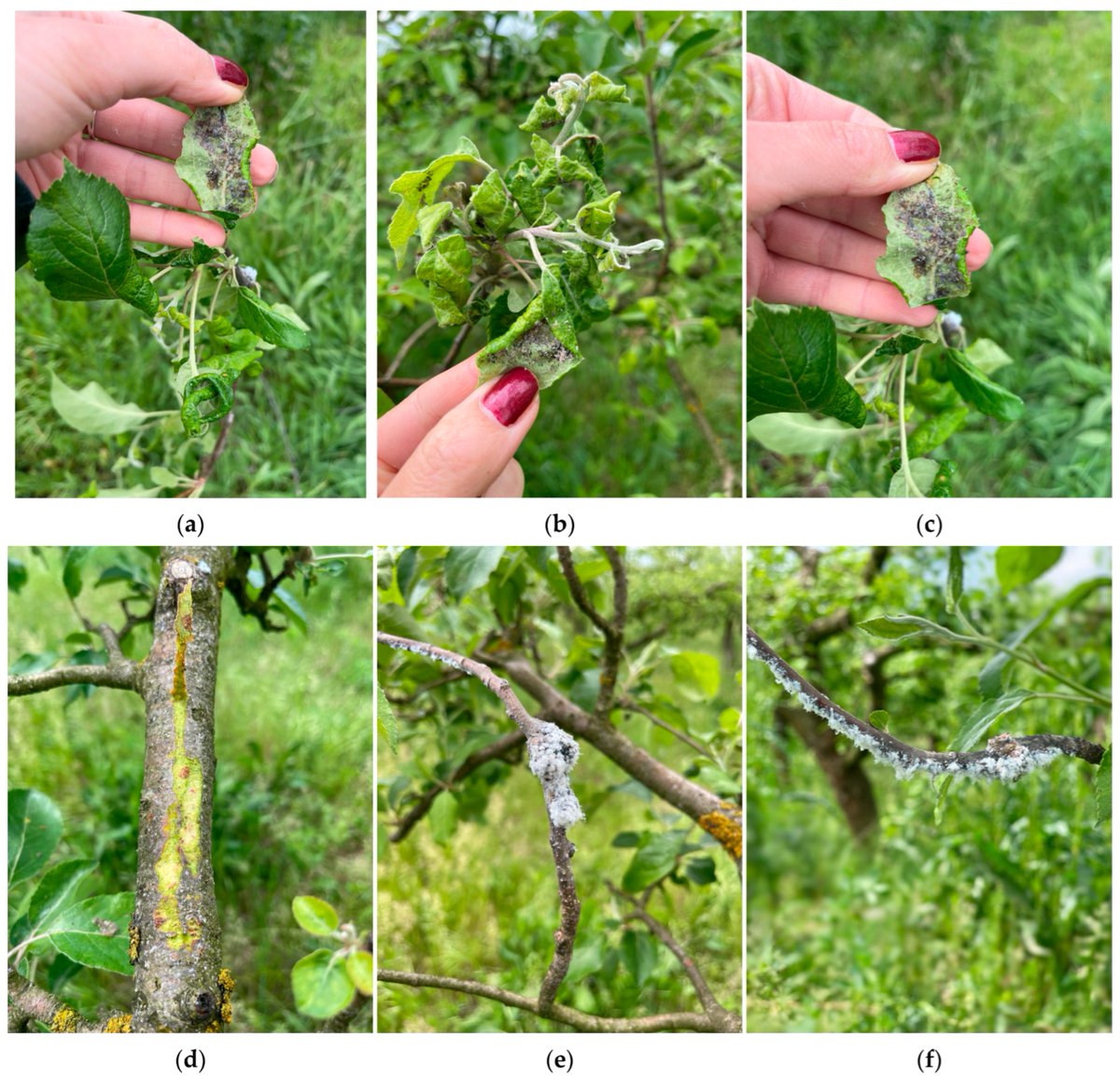Crops MDPI tweet media