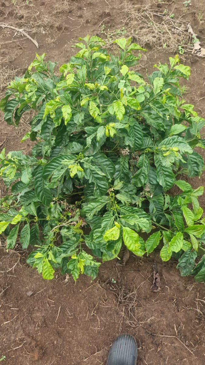 KAGULU COFFEE 🇺🇬 tweet media