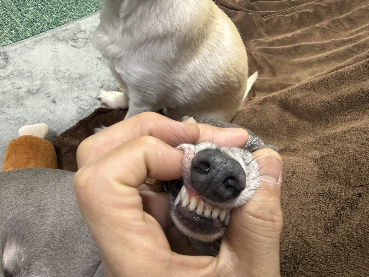 ブタキム@ area motocompo tweet media