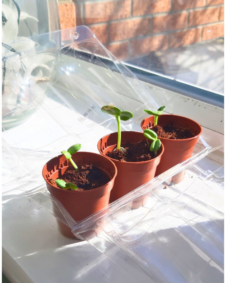 Sarah @Thistleflat Crafts tweet media