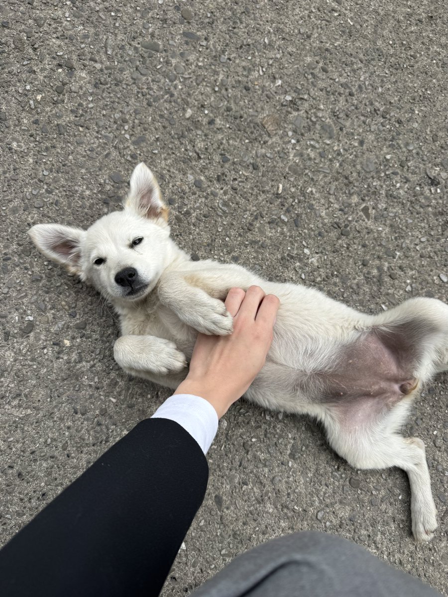 🦂grejs tweet media