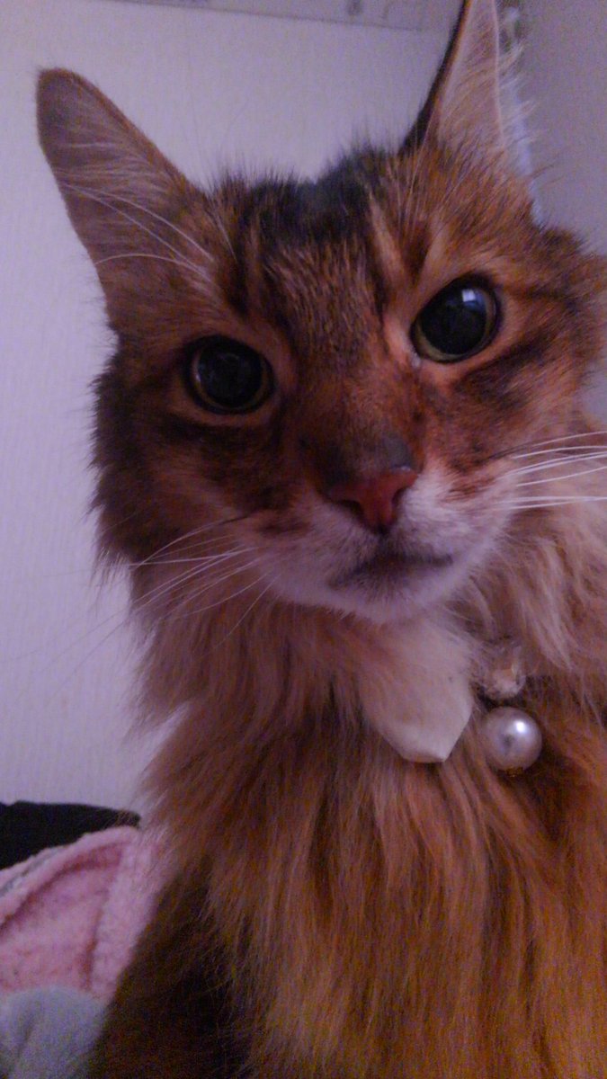 ミント tweet media