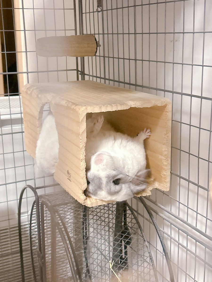 ぽよがいるよ tweet media