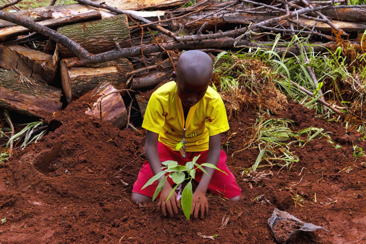 InitiativeGE's tweet photo. We are proud of our collaboration with St. Mary’s Mosocho Boys Primary School , a partnership rooted in shared vision and a united commitment to  impact. 🤝

#SONCAGreenEcosystemInitiative #TreePlanting #Sustainability #ClimateAction https://t.co/zGdsFeNcNX
