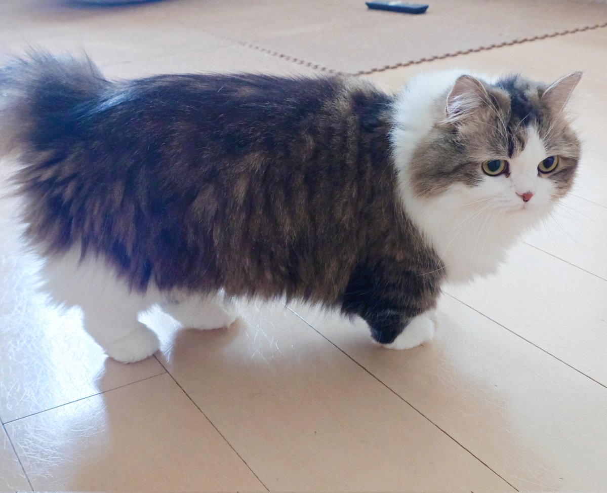 にゃあ tweet media