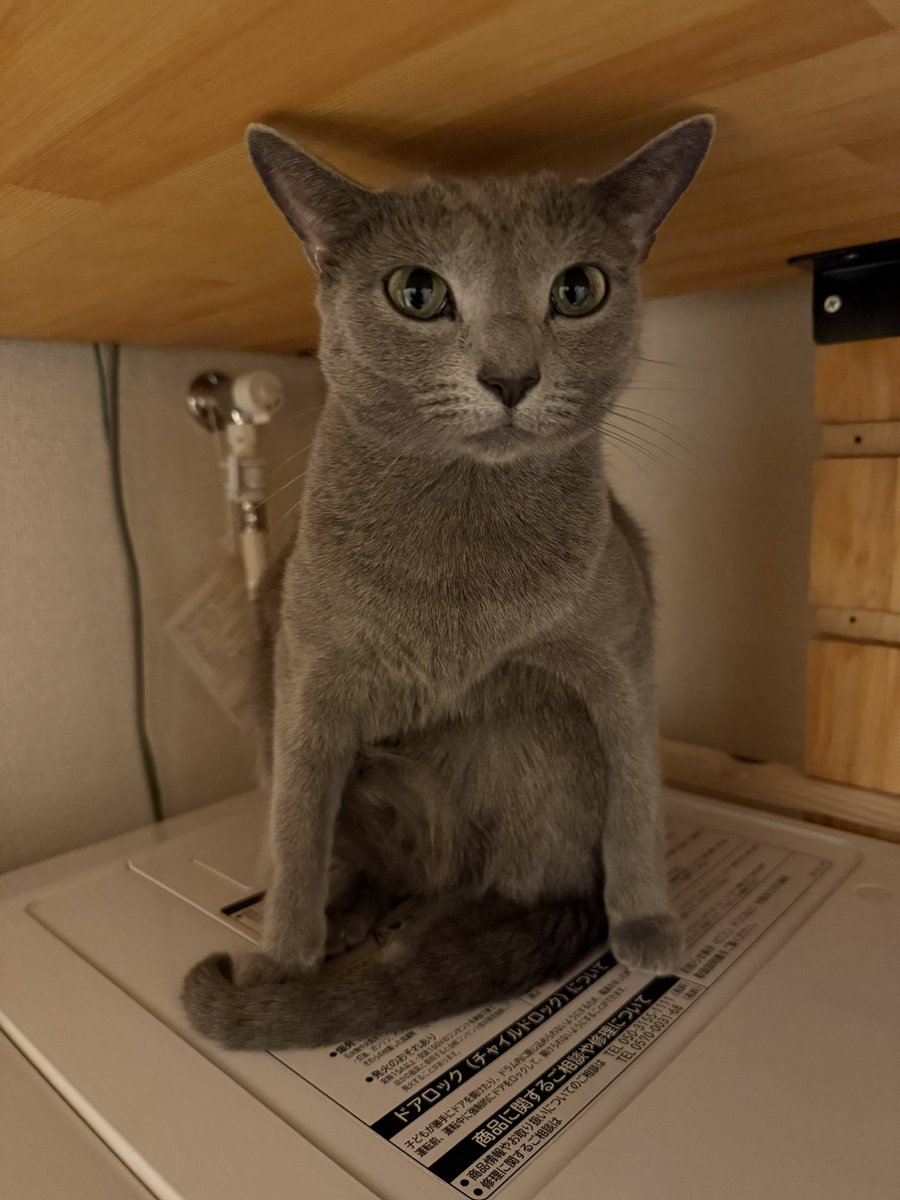 まっきー🐈‍⬛ tweet media