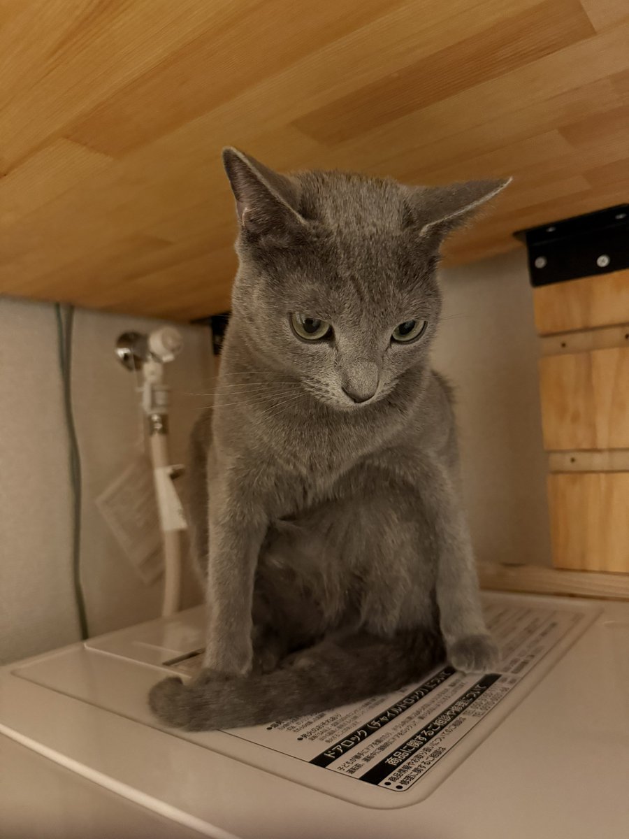 まっきー🐈‍⬛ tweet media