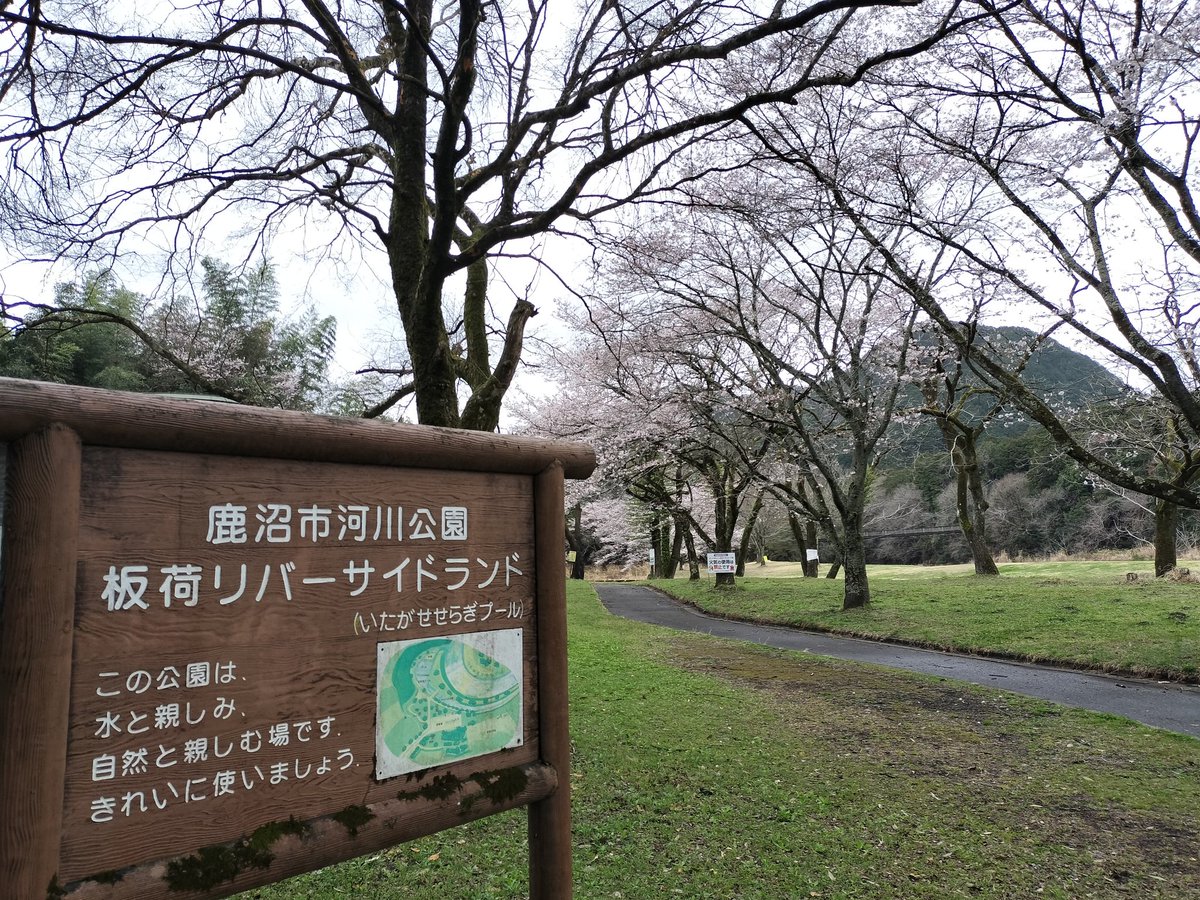 mataaari25's tweet photo. 生憎の天候が続いてますが
下小代駅や板荷中のエドヒガンは間もなく満開ですなー🌸

リバーランド（せせらぎプール）の桜も8分咲きぐらいかな？
例年並みの頃合

今週以降、近辺では見頃が続きそうです https://t.co/E0tluRgMEk