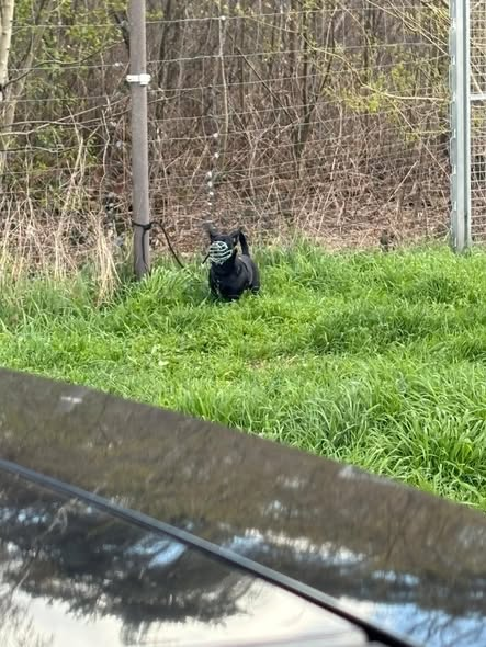 yolanda schultes tweet media