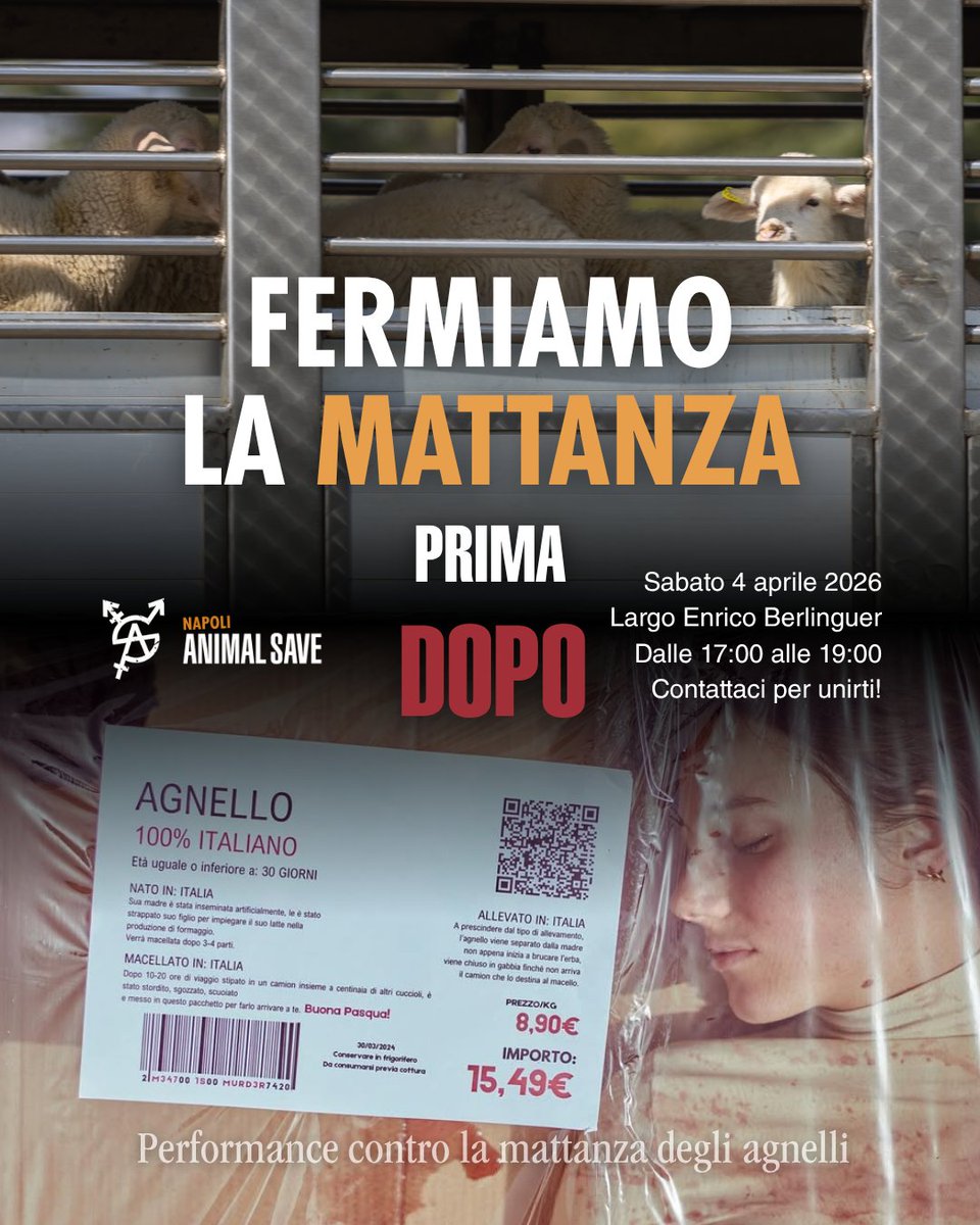Napoli Animal Save tweet media