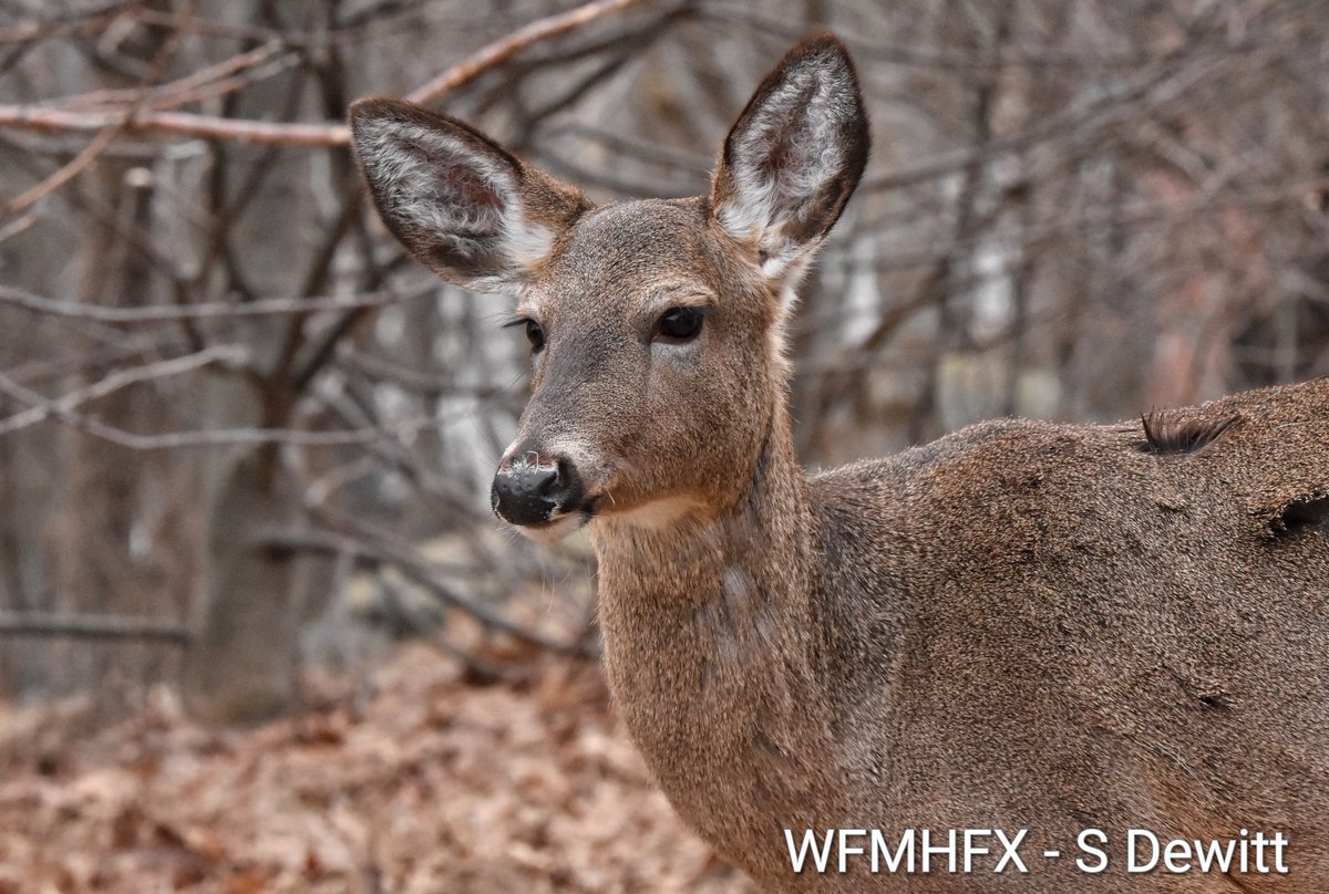 WaterfrontMdaHfx tweet media
