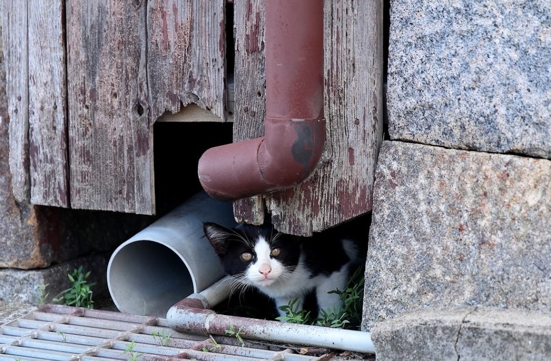 Shimajiro tweet media