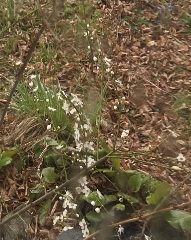 Brigitte Akın 🇩🇪🇹🇷 tweet media