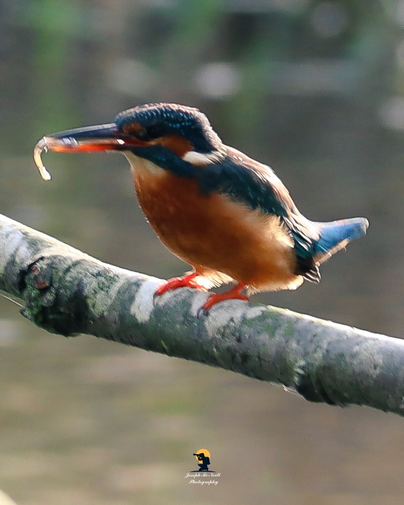 joemcneillphoto's tweet image. Catch of the day. The backlit female Kingfisher. Kiltonga Newtownards💙

#kingfisher #fishing #backlit #wildlife