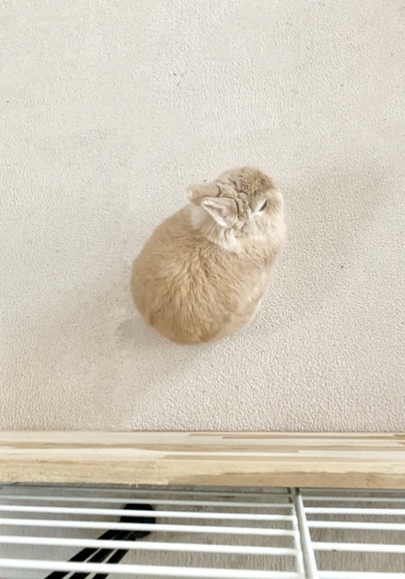 いのかむきぃせちゃしちゃ🐰みぃ👩🏻 tweet media