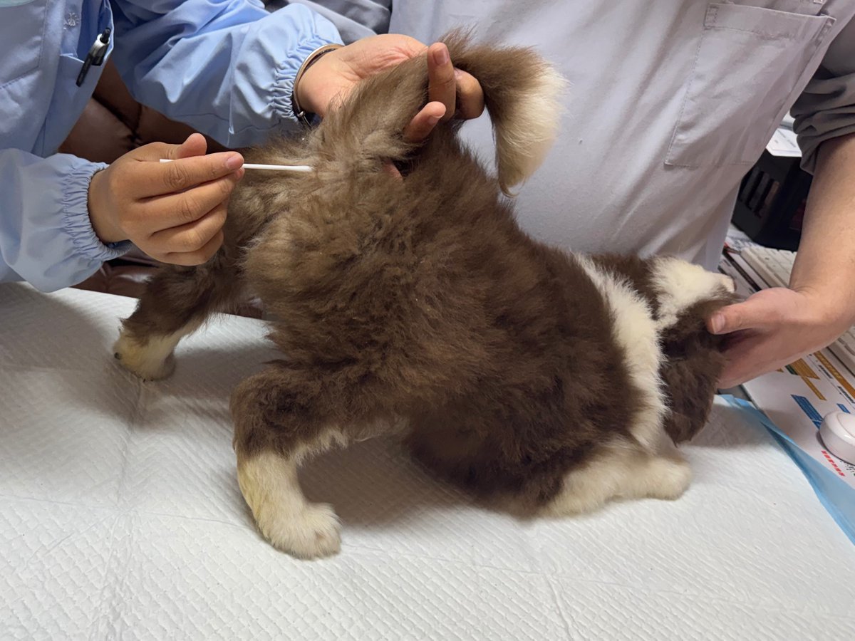 🔞NekoForest喵小森 tweet media