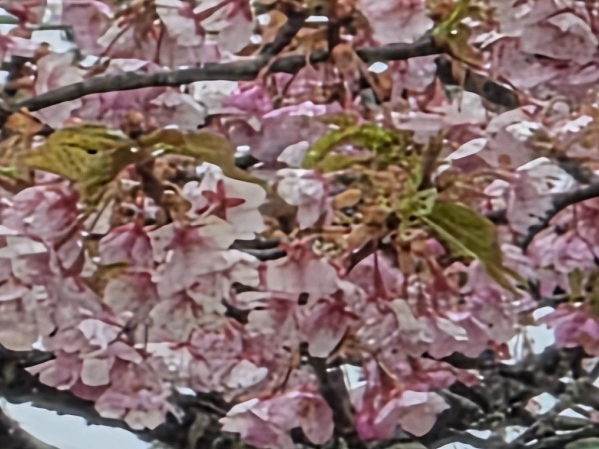 💕め組のひと💕 tweet media