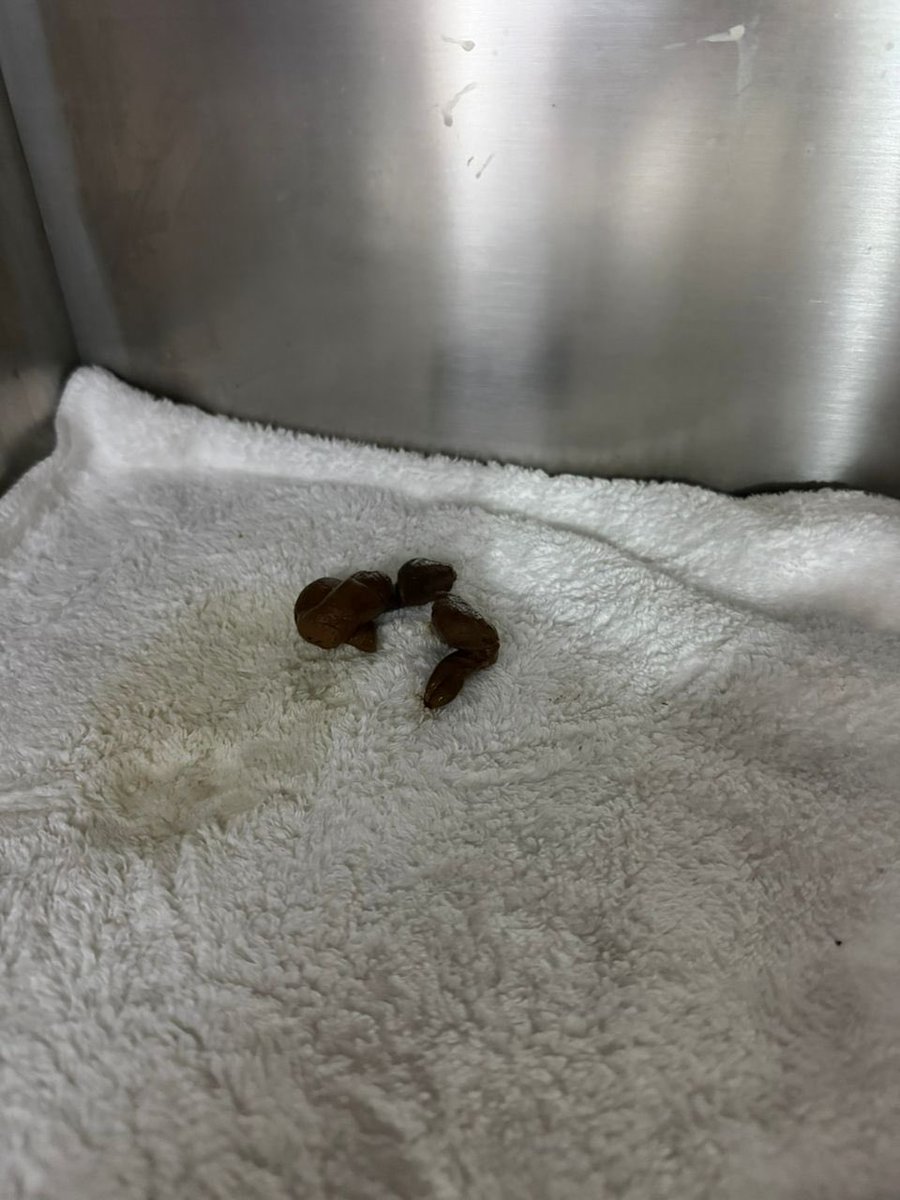 shahirah tweet media