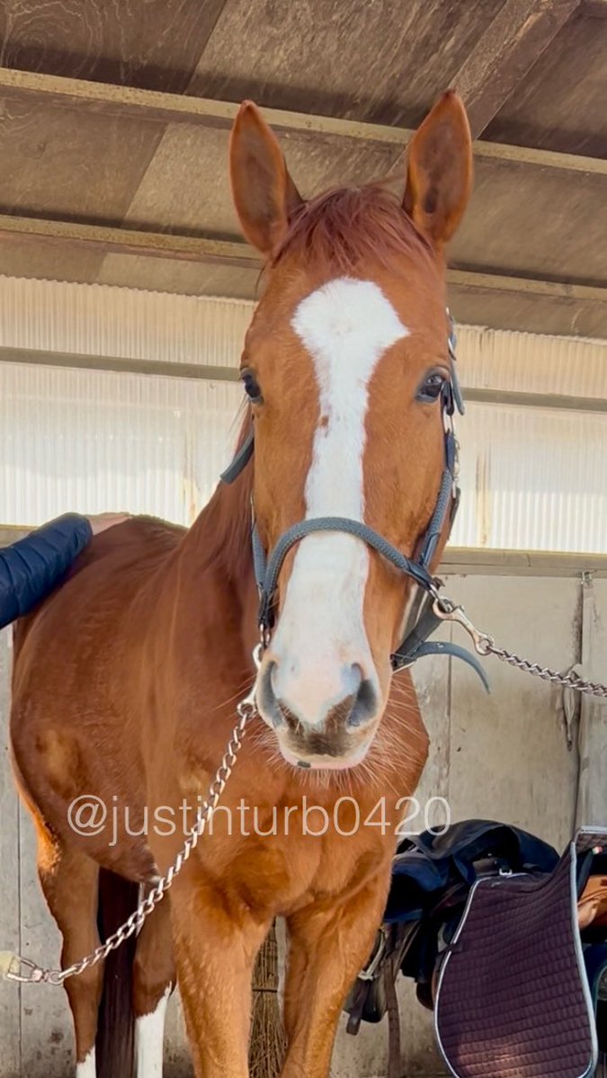 GOGOターボさん（ジャスティンターボ） tweet media