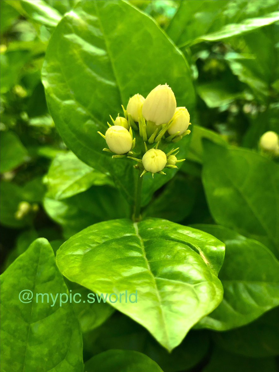 MyPicsWorld's tweet photo. Every flower is a soul blossoming in nature.
📍Faridabad, Bharat 🇮🇳
#Blossom
#FlowersOfX
#Photography
#NaturePhotographer
#Photos_of_the_day
#SpringInBloom https://t.co/E2EYjs6ZLf