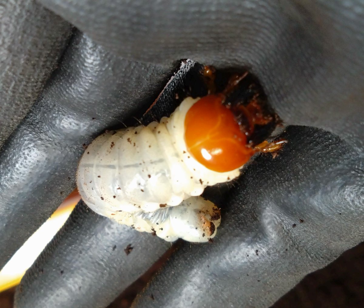 samayasu tweet media